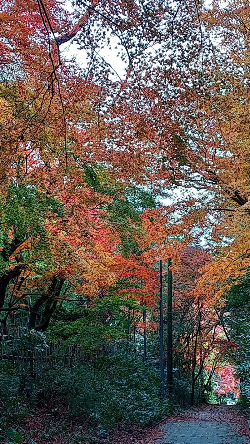ケーブル廃線跡